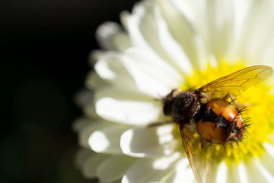 Close-up of bee on yellow flower
