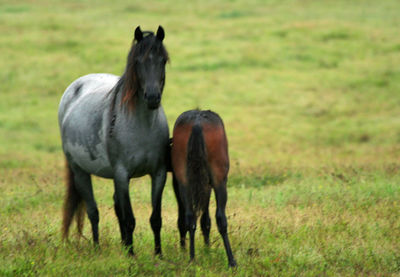 Horses standing in a field