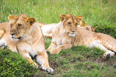 View of cats relaxing on grass