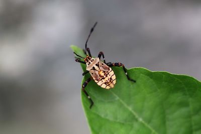 Close-up of insect on plant