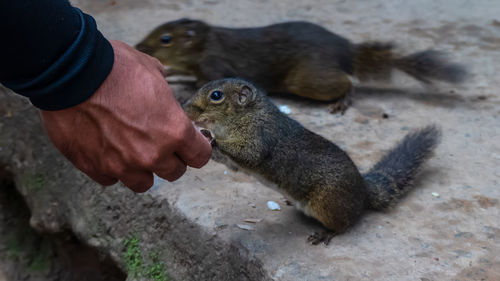 Midsection of person eating hand