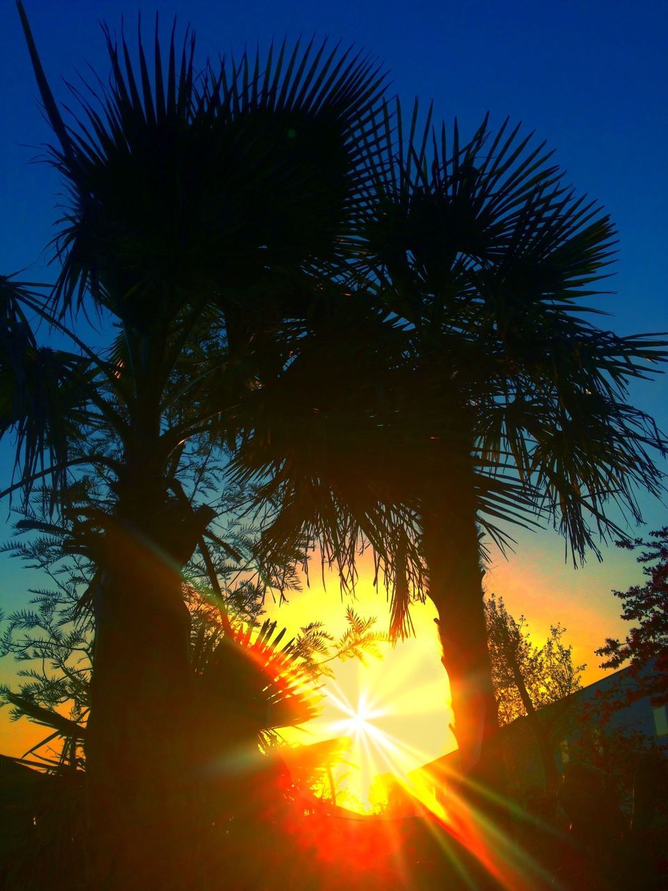 sun, palm tree, tree, sunset, silhouette, sunbeam, sunlight, low angle view, lens flare, growth, clear sky, nature, tranquility, beauty in nature, sky, back lit, scenics, tranquil scene, tree trunk, bright