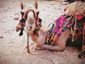 Portrait of camel relaxing on field