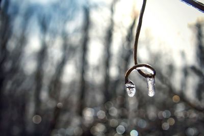 Close-up of drop on tree