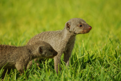 Close-up of a rabbit on field