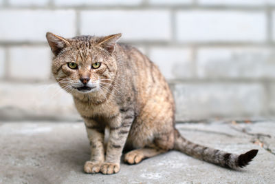 Close-up portrait of tabby cat