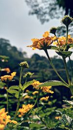 Close-up of yellow flowering plant