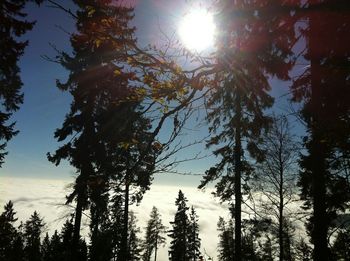 Low angle view of trees against sky