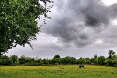 Scenic view of field against sky