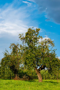 Tree on field against sky