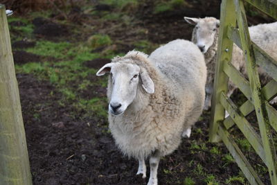 Sheep on field