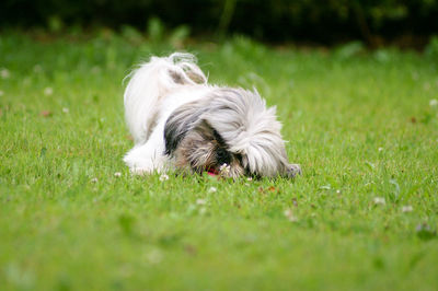 Dog relaxing on grass