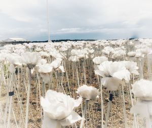 Close-up of white flowering plants on field against sky