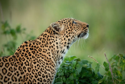 Close-up of leopard by bush looking up