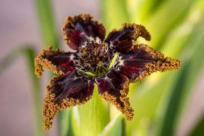 The exotic flower of ferraria crispa, a relative of iris.