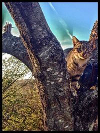 Cat looking up