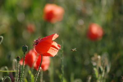 Close-up of bee on poppy