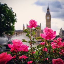 Pink flowers blooming in park