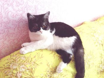 Portrait of cat resting on sofa