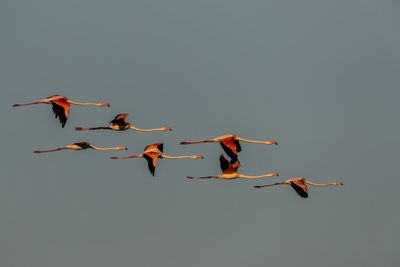 Low angle view of birds flying against clear sky