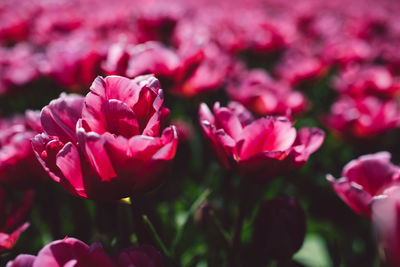 Close-up of pink flowering plants