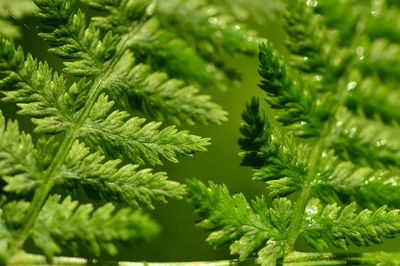 Green leaves of fern in morning dew sparkling in the morning sun