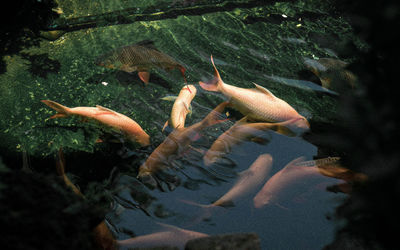 View of koi fish in sea