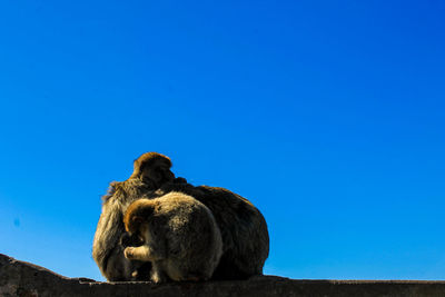 Low angle view of monkey sitting against blue sky