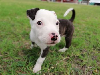 Portrait of dog on field