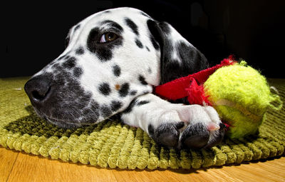 Close-up of dog