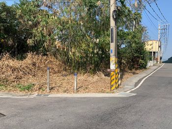 Road by trees in city