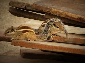 Close-up of squirrel on wood