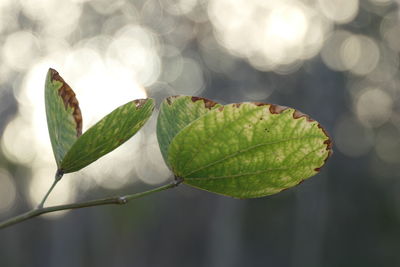 Close-up of green leaves