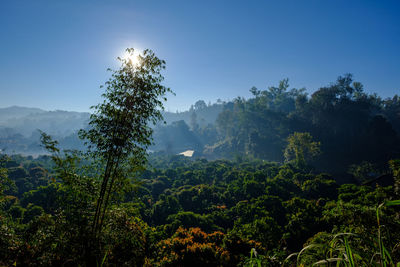 Trees in forest against clear sky