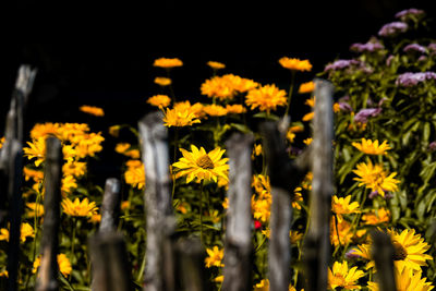 Close-up of yellow flowering plants