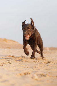 Dog running on sand at beach