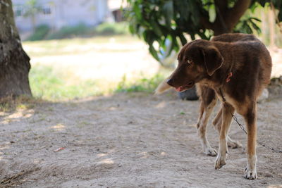 Dog looking away on field