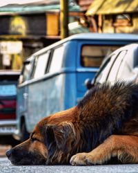 Close-up of dog by car