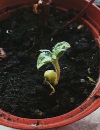 High angle view of insect in pot