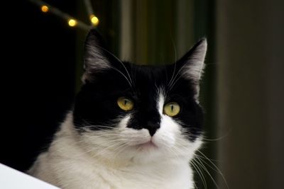 Close-up portrait of a cat