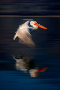 Close-up of a bird at night