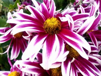 Close-up of purple coneflower blooming outdoors