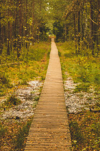 Footpath amidst trees in forest