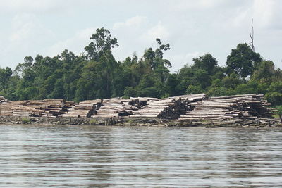 Stack of logs against trees