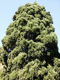 Low angle view of trees