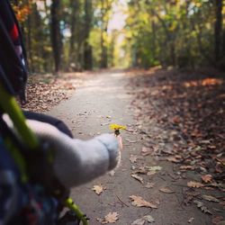 Close-up of bird in forest