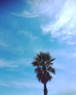 Low angle view of palm tree against blue sky