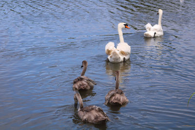 Swans swimming in lake