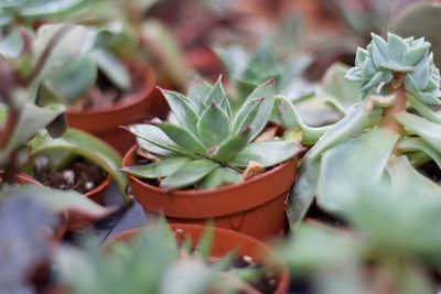 High angle view of potted plants