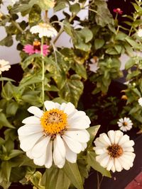 Close-up of white flowering plants